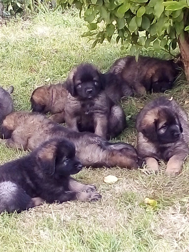 Du Fort De Penfeld - Leonberger - Portée née le 01/04/2019